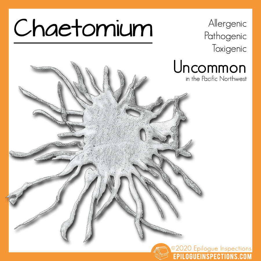 Chaetomium