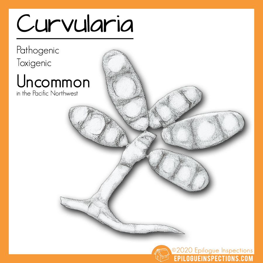 Curvularia