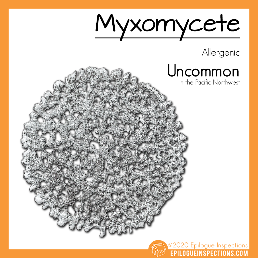 Myxomycete