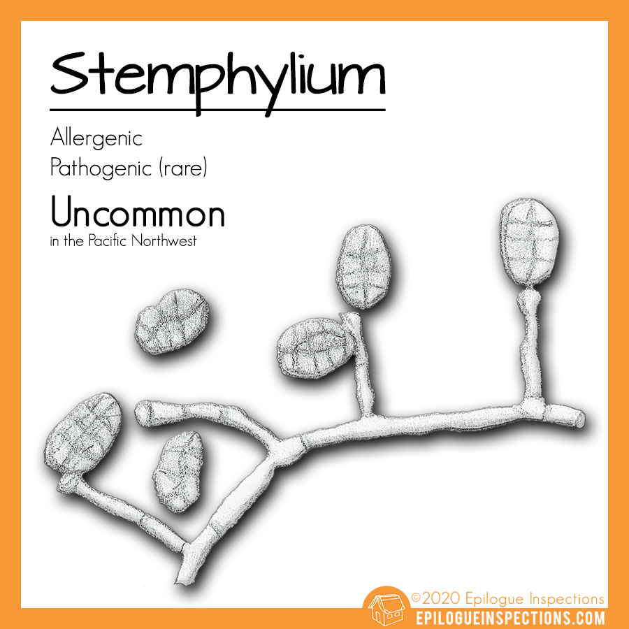 Stemphylium