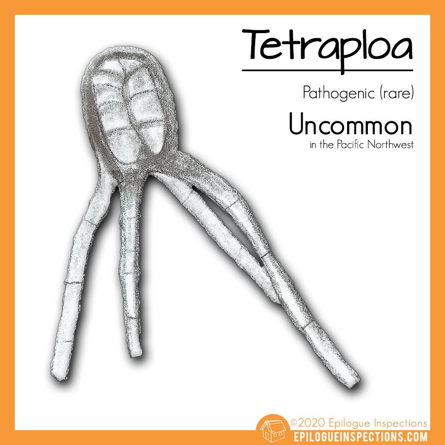 Tetraploa